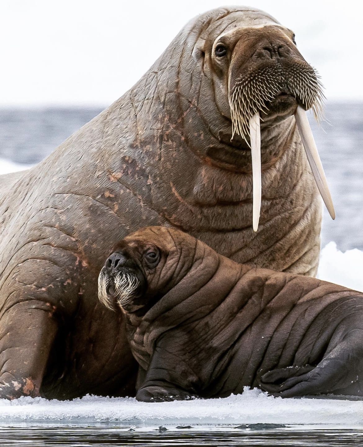 Arctic mammals resting on the sea ice